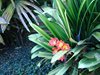 Aloha_Golf11_5_2012_003