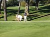 Aloha_Golf11_5_2012_190