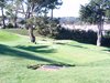 Aloha_Golf11_5_2012_092