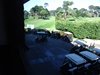 Aloha_Golf11_5_2012_025